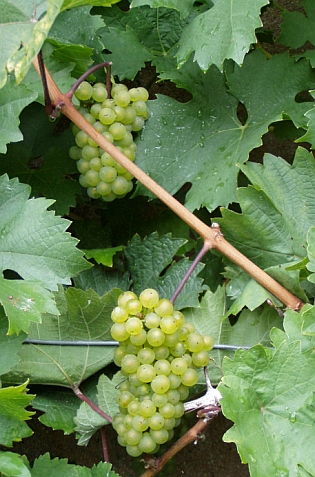 Mokroušské vinobraní.