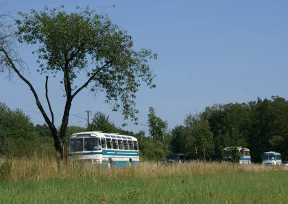 Zlatý bažant 2009  II. : Fotografie od lesa - s třešňovým torzem