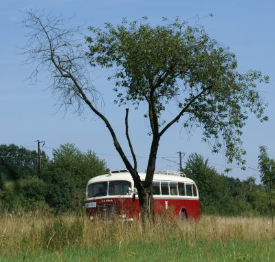 Zlatý bažant 2009  II. : Fotografie od lesa - s třešňovým torzem