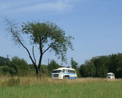 Zlatý bažant 2009  II. : Fotografie od lesa - s třešňovým torzem