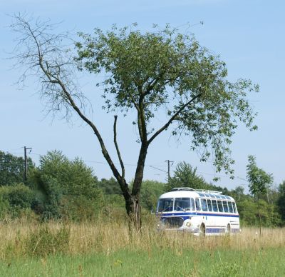 Zlatý bažant 2009  II. : Fotografie od lesa - s třešňovým torzem