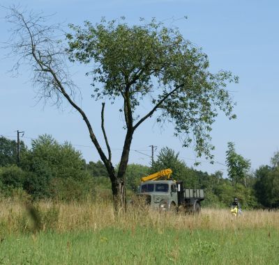 Zlatý bažant 2009  II. : Fotografie od lesa - s třešňovým torzem