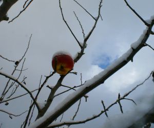 PF 2011