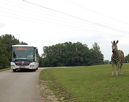 Elektrobus na SAFARI