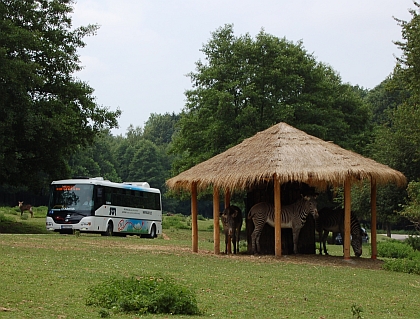 Elektrobus na SAFARI