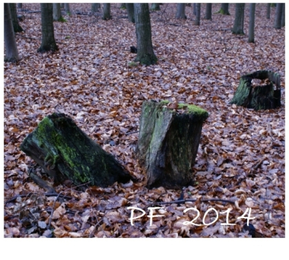 TOP BUSportálu prosinec 2013 a co se četlo nejvíce v celém roce 2013