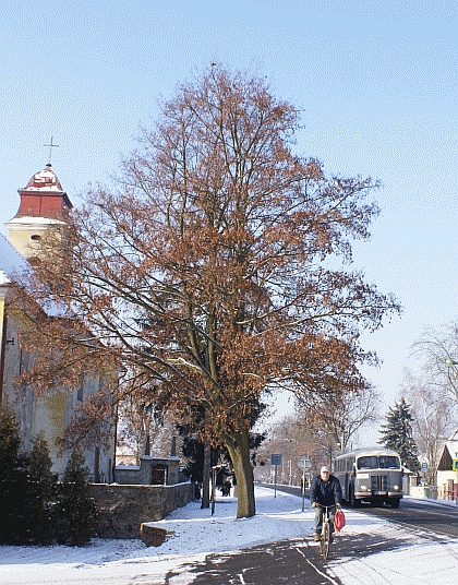 Z oslav 85 let linky Praha - Poděbrady 25.1.2014: Komentovaná fotoreportáž 