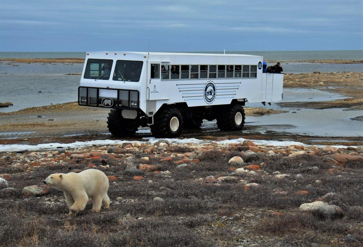 Za ledními medvědy v Kanadě elektrobusem