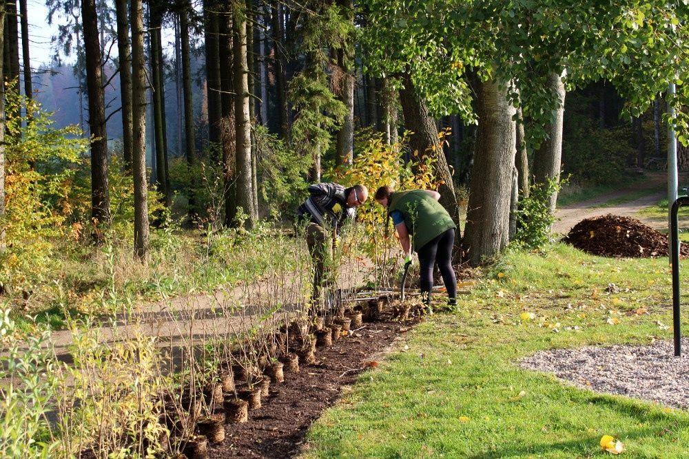 Cesty za stromy: cestující RegioJetu přispěli milion korun na obnovu krajiny